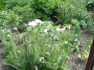 SIssinghurst