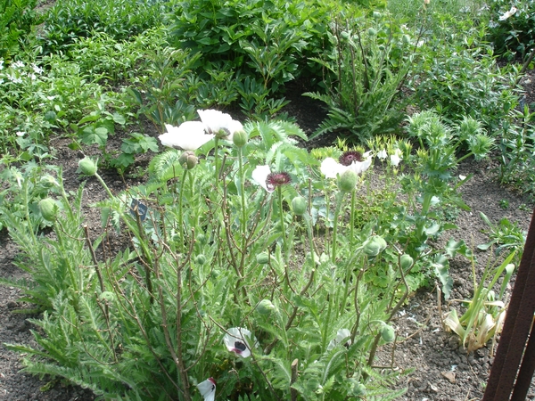 SIssinghurst