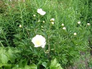 SIssinghurst