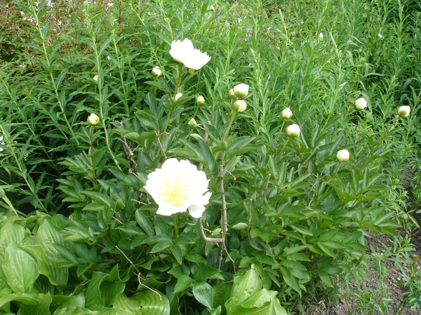 SIssinghurst