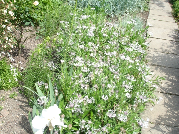 SIssinghurst
