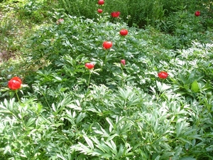 SIssinghurst