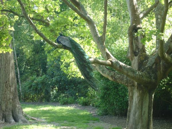 Leeds-Castle