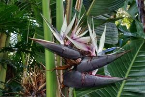 Madeira 1 012