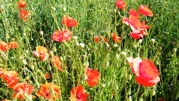 marche Adeps wandeling Waulsort Ardennen