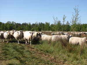 OMGEVING OSSENDRECHT - NL