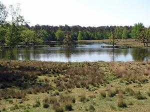 OMGEVING OSSENDRECHT - NL