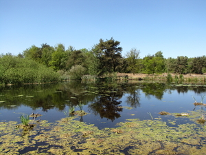 OMGEVING OSSENDRECHT - NL