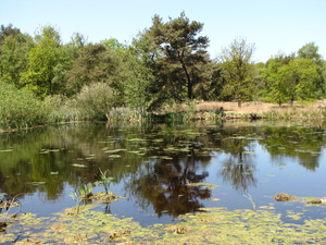 OMGEVING OSSENDRECHT - NL