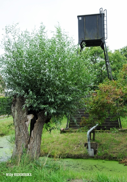 NL_OOSTVOORNE MOLENDIJK  20150815 (6)