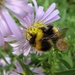 aster
