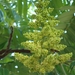 rhus typhina bloemsem