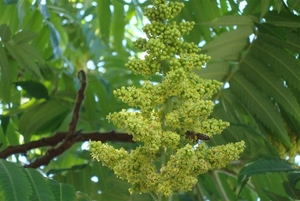rhus typhina bloemsem