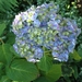 hortensia