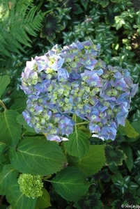 hortensia