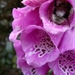 digitalis