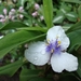 tradescantia