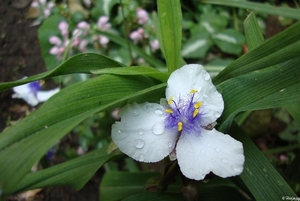 tradescantia