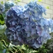 hortensia