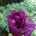 papaver somniferum