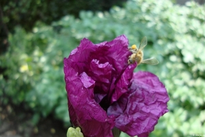 papaver somniferum