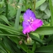 tradescantia dubbel kleurig