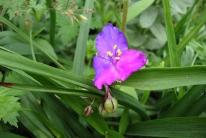 tradescantia dubbel kleurig