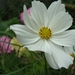 witte cosmos