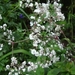 gypsophila paniculata