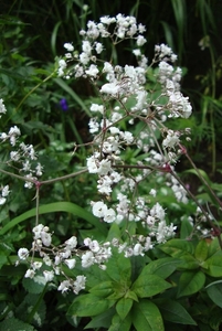 gypsophila paniculata