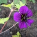 geranium ann folkard