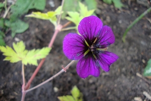 geranium ann folkard