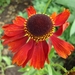 helenium moerheim beauty
