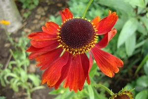 helenium moerheim beauty
