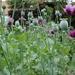 papavers in zaad