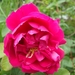 rosa de lahaye