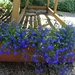 blauwe lobelia