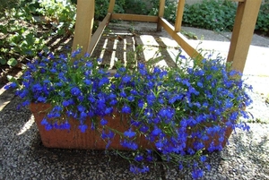 blauwe lobelia