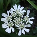 orlaya grandiflora