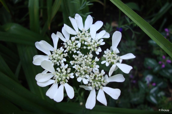 orlaya grandiflora