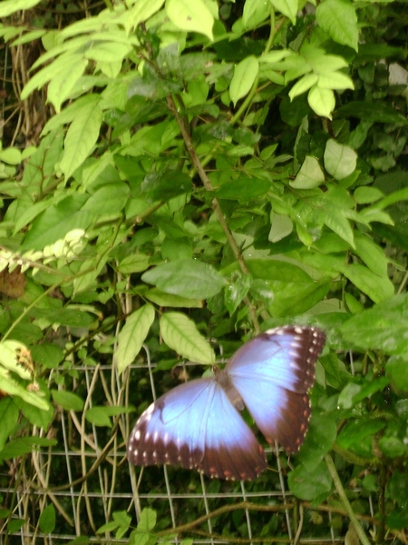 090517 Chimay Rocroi B CharlevilleMez  Montherme Givet F Freyr B