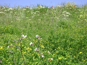 0905 191Cap Gris Nez P