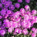 DSCN0355