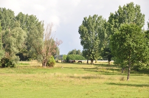 001 OCHTEND GRASDUINEN....