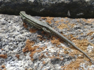 100730 Pyreneeën LanguedocRousillon NoordSpanje 208