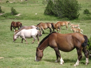 100730 Pyreneeën LanguedocRousillon NoordSpanje 219