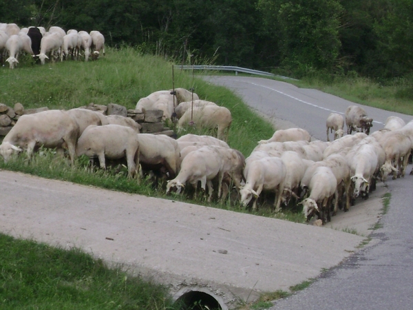 100730 Pyreneeën LanguedocRousillon NoordSpanje 266