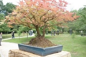 bonsai japanse tuin 001