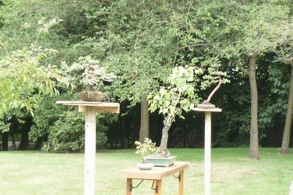 bonsai japanse tuin 008