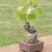 bonsai japanse tuin 009